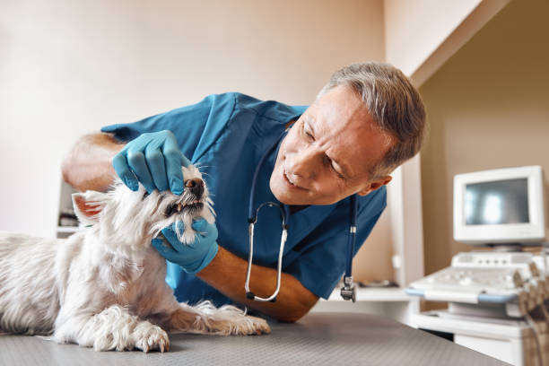  Commercial Point, OH Emergency Dentist Pros
